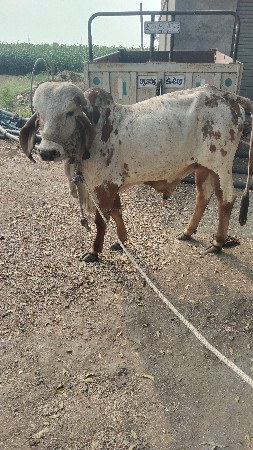 थंबनेल 2