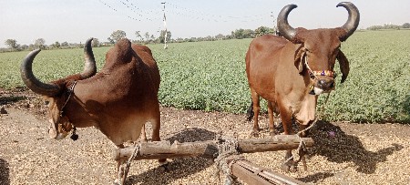 બળદ વેચવાના છે