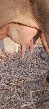 ભેંસ વેચવાની છે નંબર 7990503931