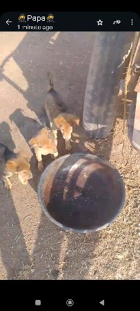 વેચવાના