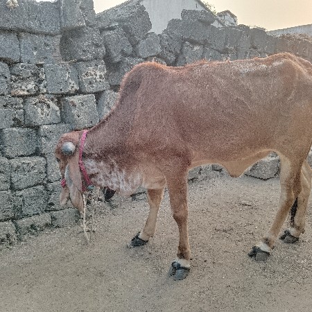 થંબનેલ 3