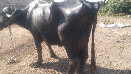 थंबनेल 6