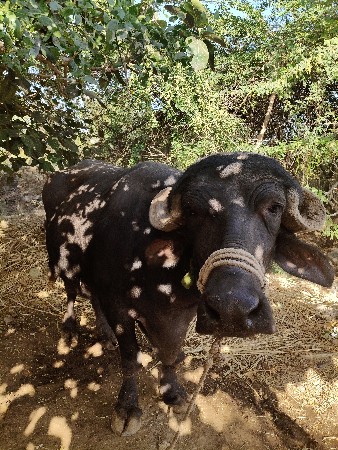 थंबनेल 2