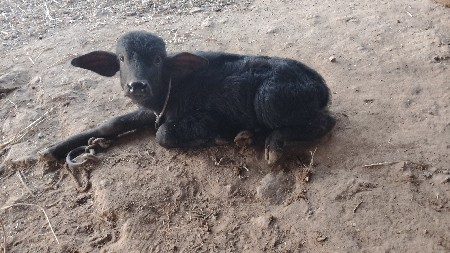 थंबनेल 2