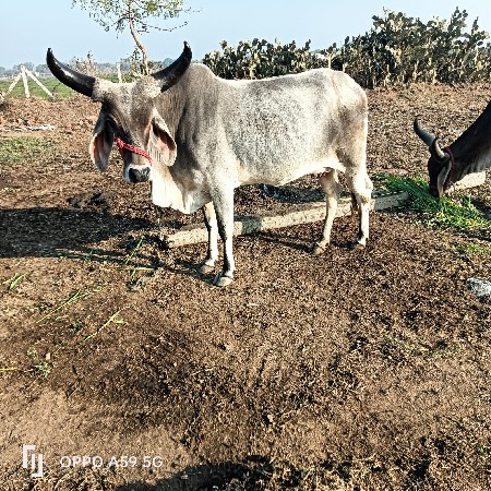 કાંકરેજ હોડકી વેચવાની છે