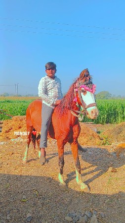 थंबनेल 2