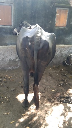 થંબનેલ 3