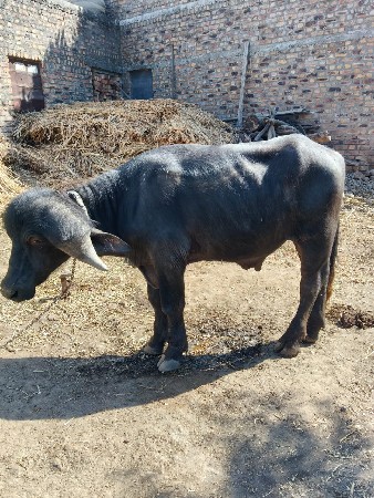 GIR JAFRABADI PADO VECHAVNO