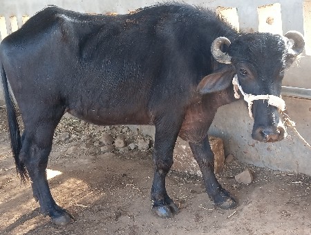 2ખડેલા વેચવાનાછે