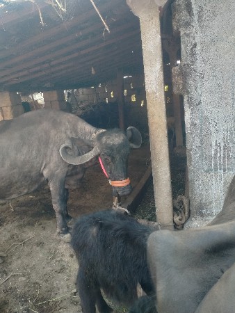 વિજય ભાઈ બારિયા,7862892795