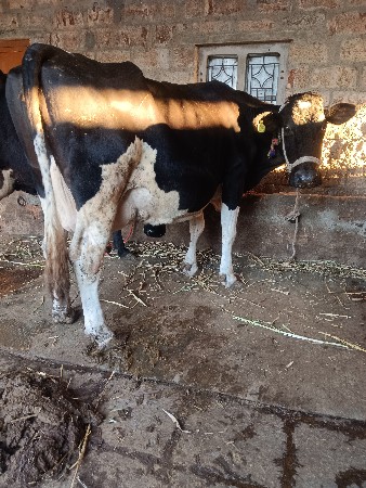 थंबनेल 4