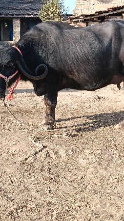 થંબનેલ 3