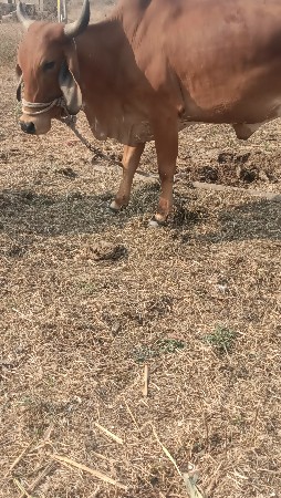 gay pchr desi soji 2 veyr soji