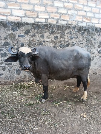 ભેંસ વેચવાની છે