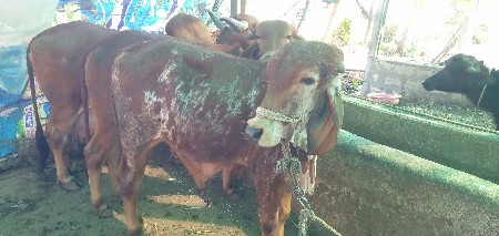 ખુટ વેચવાનો છે