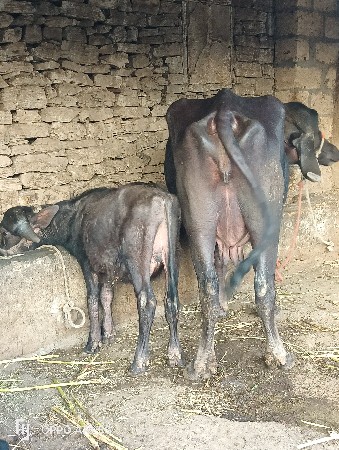 ભેંસ વેચવાની છે