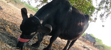 थंबनेल 2