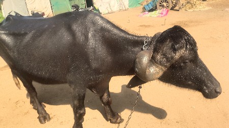 थंबनेल 2