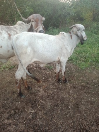 બેવરસપની