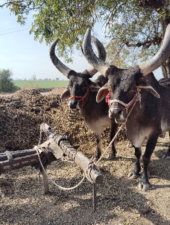 थंबनेल 2