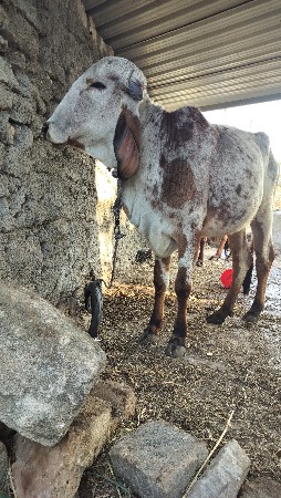 थंबनेल 3