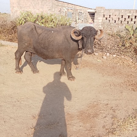 ભેસ વેચવાની છે