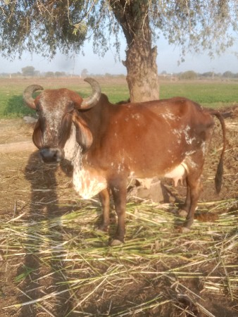 7 - 8.   divas ni kasi se