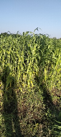 લીલી જવાર ની ચાર