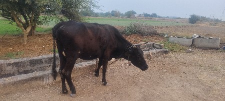 थंबनेल 3