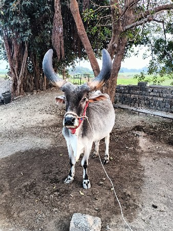 थंबनेल 2