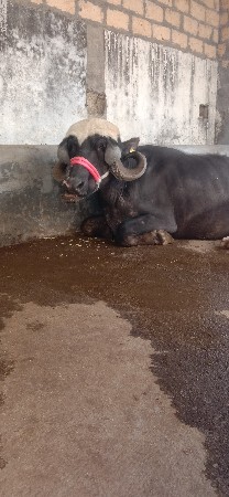 ખડેલી વેચવાની છે