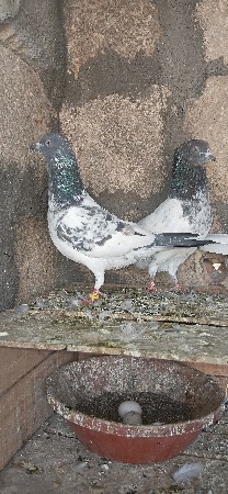 1 jodi vichavani che