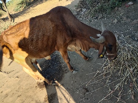 થંબનેલ 2