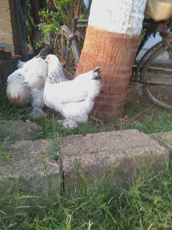 બ્રહ્મા મરઘી ના ઈંડા વેચવાના છે