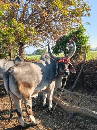 થંબનેલ 2