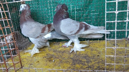 કબૂતર વેચવાના છે