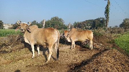 थंबनेल 3