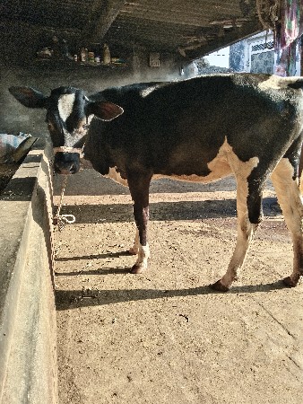 2 hf વાસાડી