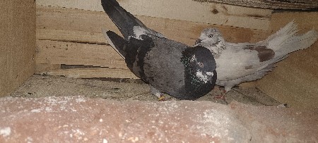 2 kabutar 1 🥚🥚