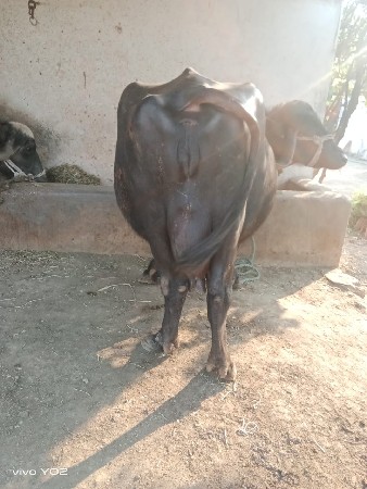 રામભાઈ ડેર