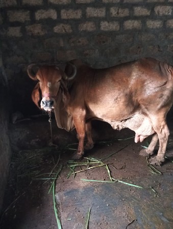 ગીર ગાય વેચવાની છે