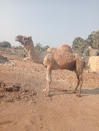 સાઢીયા ગાડી વેશવાની છે