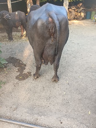 ભેંશ વેસ્વા નિ સે