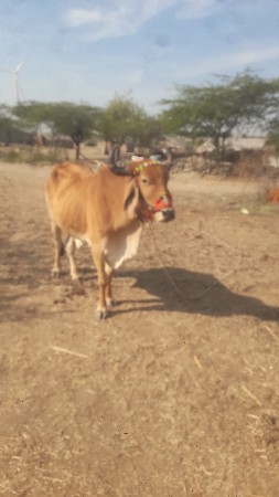 બળદ વેચવાનો છે