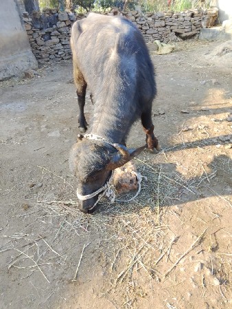 પાડો વેચવાનો સે