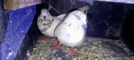 1 nar ane 1 jodi vech vani che