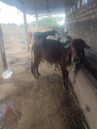 ગીર ઓડકી