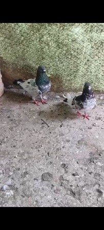 थंबनेल 3