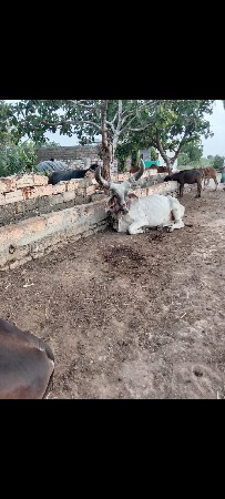 બળદ વેચવાના છે