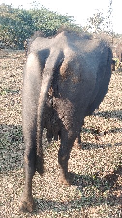 थंबनेल 2